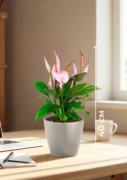 Спатифиллум розовый 13/40 см в CLASSICO COLOR 18 Спатифиллум розовый 13/40 см в CLASSICO COLOR 18