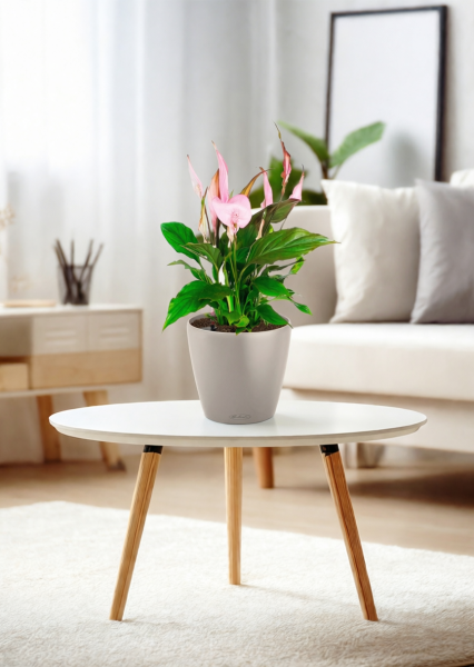 Спатифиллум розовый 13/40 см в CLASSICO COLOR 18 Спатифиллум розовый 13/40 см в CLASSICO COLOR 18