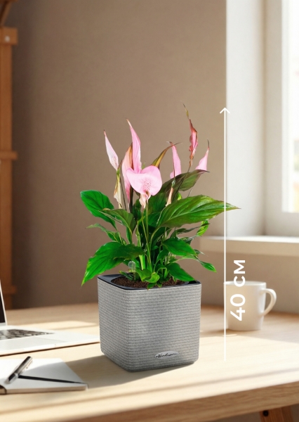 Спатифиллум розовый 13/40 см в CUBE COLOR 16 Спатифиллум розовый 13/40 см в CUBE COLOR 16