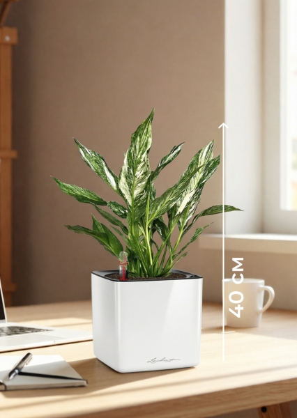 Спатифиллум вариегатный (без соцветий) 12/40 см в CUBE GLOSSY 14 Спатифиллум вариегатный (без соцветий) 12/40 см в CUBE GLOSSY 14