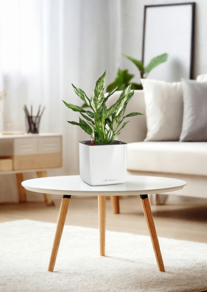 Спатифиллум вариегатный (без соцветий) 12/40 см в CUBE GLOSSY 14 Спатифиллум вариегатный (без соцветий) 12/40 см в CUBE GLOSSY 14