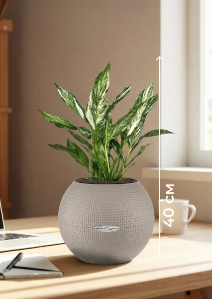 Спатифиллум вариегатный (без соцветий) 12/40 см в PURO 20