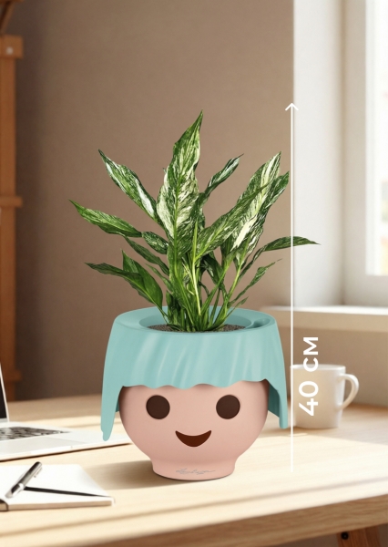 Спатифиллум вариегатный (без соцветий) 12/40 см в OJO