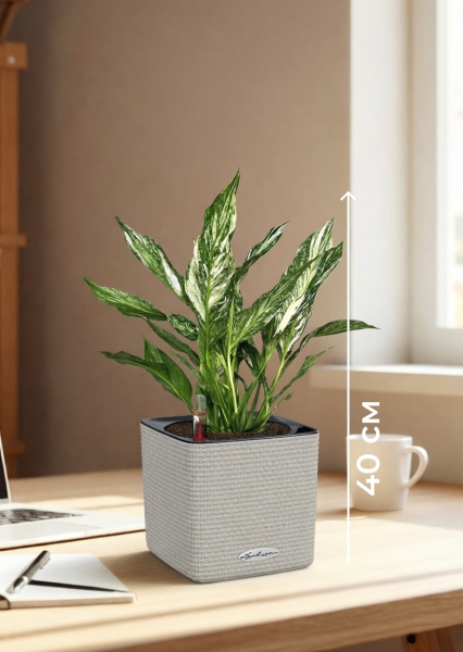 Спатифиллум вариегатный (без соцветий) 12/40 см в CUBE COLOR 14 Спатифиллум вариегатный (без соцветий) 12/40 см в CUBE COLOR 14