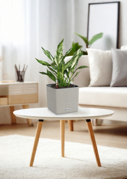 Спатифиллум вариегатный (без соцветий) 12/40 см в CUBE COLOR 14 Спатифиллум вариегатный (без соцветий) 12/40 см в CUBE COLOR 14