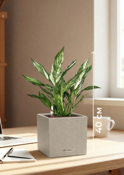 Спатифиллум вариегатный (без соцветий) 12/40 см в CANTO STONE 14 Спатифиллум вариегатный (без соцветий) 12/40 см в CANTO STONE 14