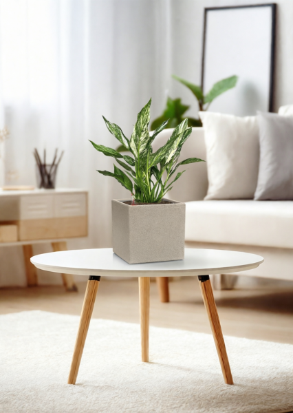 Спатифиллум вариегатный (без соцветий) 12/40 см в CANTO STONE 14 Спатифиллум вариегатный (без соцветий) 12/40 см в CANTO STONE 14