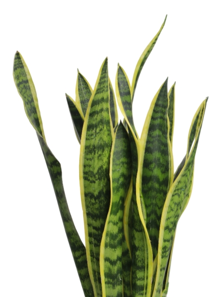 Сансевиерия Лауренти 17/60 см в CILINDRO 23 Сансевиерия Лауренти 17/60 см в CILINDRO 23