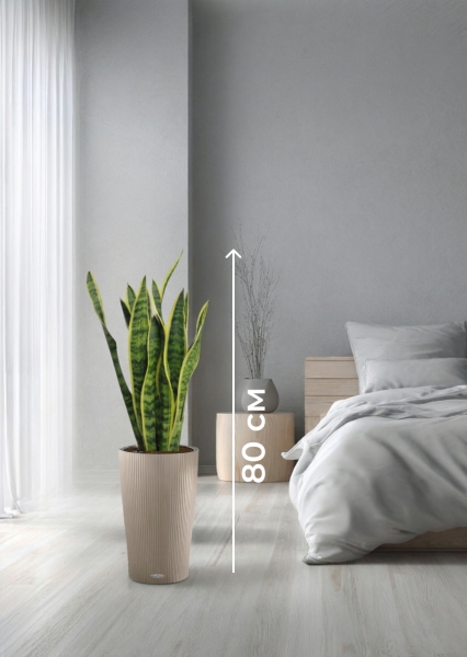 Сансевиерия Лауренти 17/60 см в CILINDRO 23 Сансевиерия Лауренти 17/60 см в CILINDRO 23