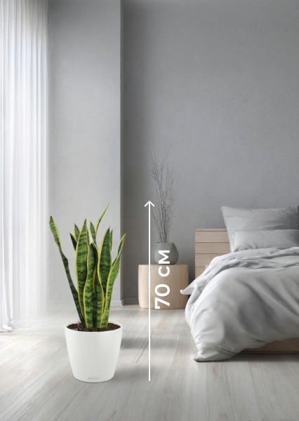 Сансевиерия Лауренти 17/60 см в CLASSICO LS 21 Сансевиерия Лауренти 17/60 см в CLASSICO LS 21