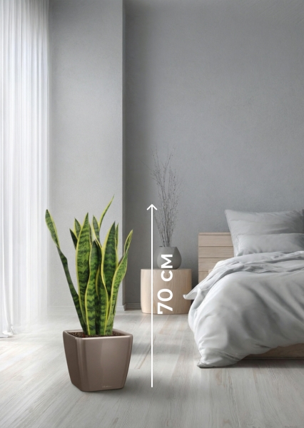 Сансевиерия Лауренти 17/60 см в QUADRO LS 21 Сансевиерия Лауренти 17/60 см в QUADRO LS 21