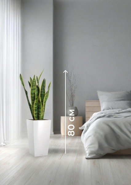 Сансевиерия Лауренти 17/60 см в CUBICO 22 Сансевиерия Лауренти 17/60 см в CUBICO 22