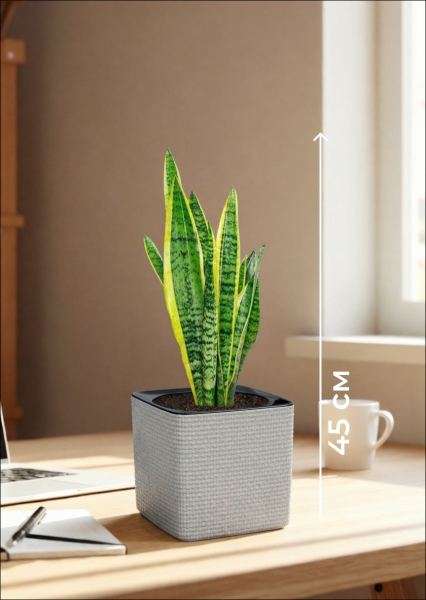 Сансевиерия Лауренти 14/45 см в CUBE COLOR 16