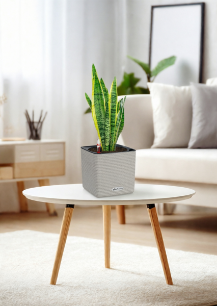 Сансевиерия Лауренти 14/45 см в CUBE COLOR 16