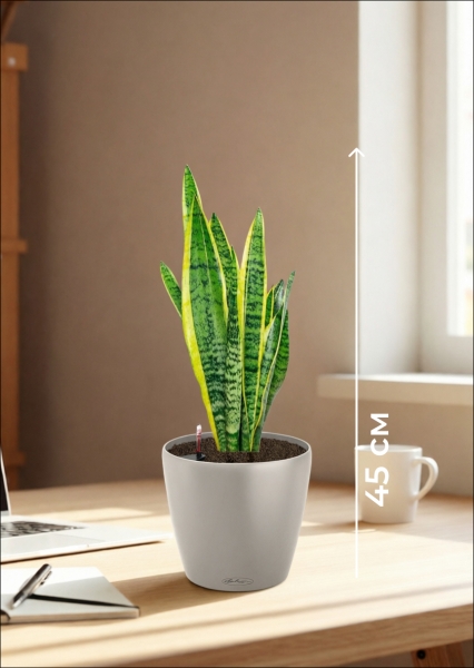Сансевиерия Лауренти 14/45 см в CLASSICO 18