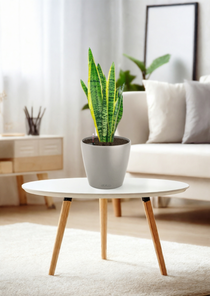 Сансевиерия Лауренти 14/45 см в CLASSICO 18