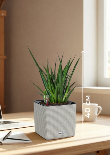 Сансевиерия Кирки 12/37 см в CUBE COLOR 14