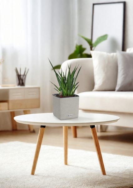 Сансевиерия Кирки 12/37 см в CUBE COLOR 14