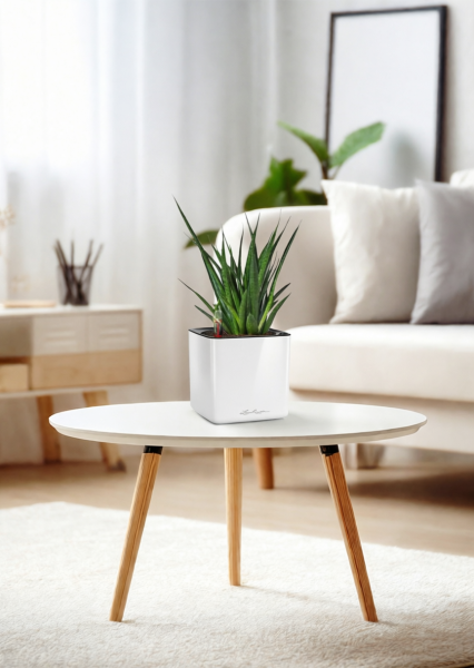 Сансевиерия Кирки 12/37 см в CUBE GLOSSY 14