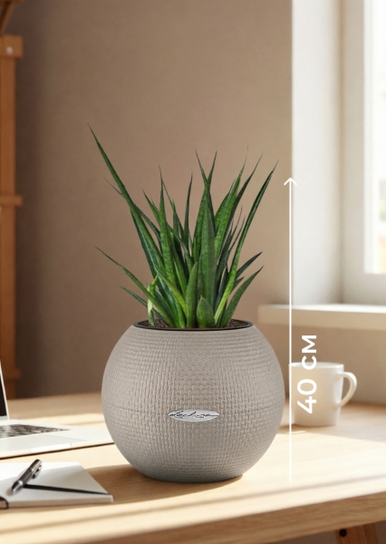 Сансевиерия Кирки 12/37 см в PURO 20