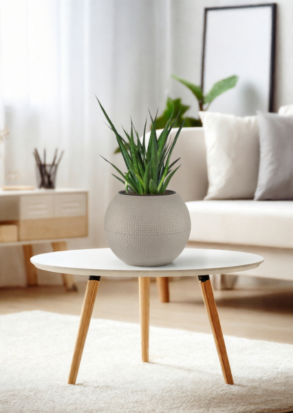 Сансевиерия Кирки 12/37 см в PURO 20