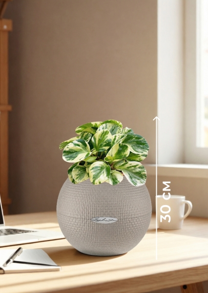 Пеперомия Биколор 12/20 см в PURO 20