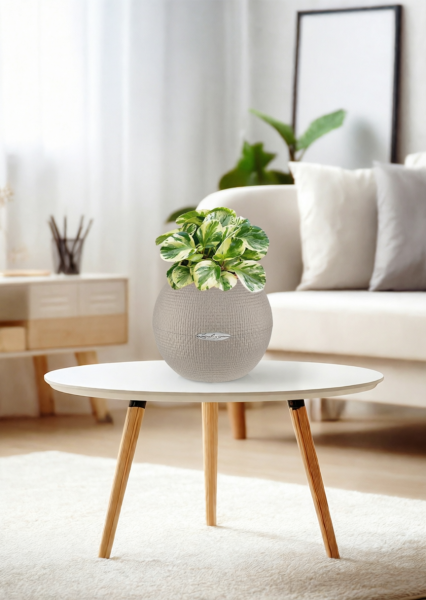 Пеперомия Биколор 12/20 см в PURO 20