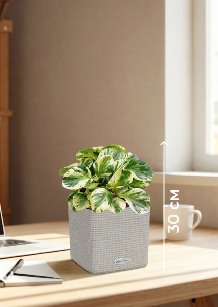 Пеперомия Биколор 12/20 см в CUBE COLOR 14