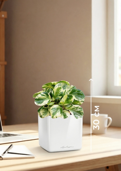 Пеперомия Биколор 12/20 см в CUBE GLOSSY 14