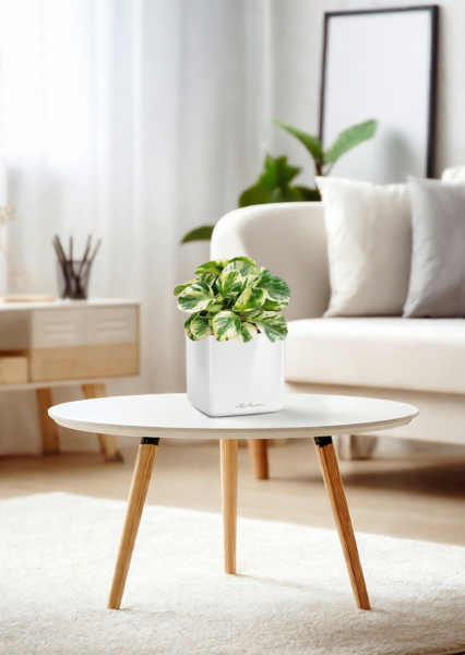 Пеперомия Биколор 12/20 см в CUBE GLOSSY 14