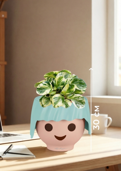 Пеперомия Биколор 12/20 см в OJO Пеперомия Биколор 12/20 см в OJO