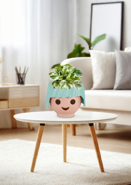 Пеперомия Биколор 12/20 см в OJO Пеперомия Биколор 12/20 см в OJO