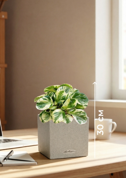 Пеперомия Биколор 12/20 см в CANTO STONE 14