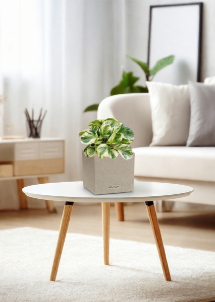 Пеперомия Биколор 12/20 см в CANTO STONE 14