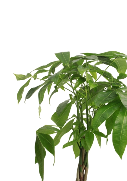 Пахира Акватика косичка 14/50 см Пахира Акватика косичка 14/50 см