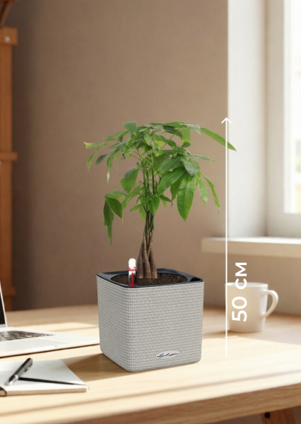 Пахира Акватика косичка 14/50 см в CUBE Color 16