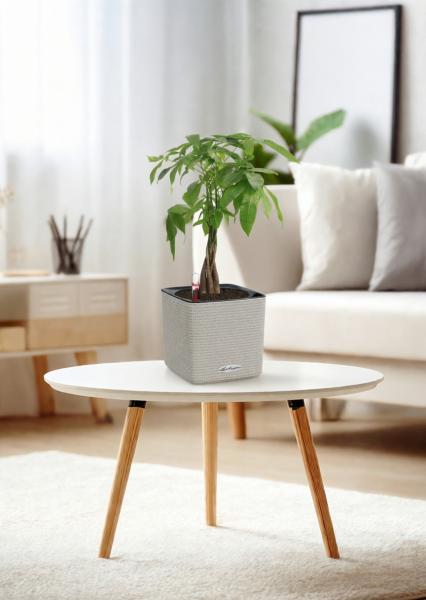 Пахира Акватика косичка 14/50 см в CUBE Color 16