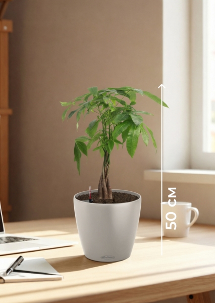 Пахира Акватика косичка 14/50 см в CLASSICO COLOR 18