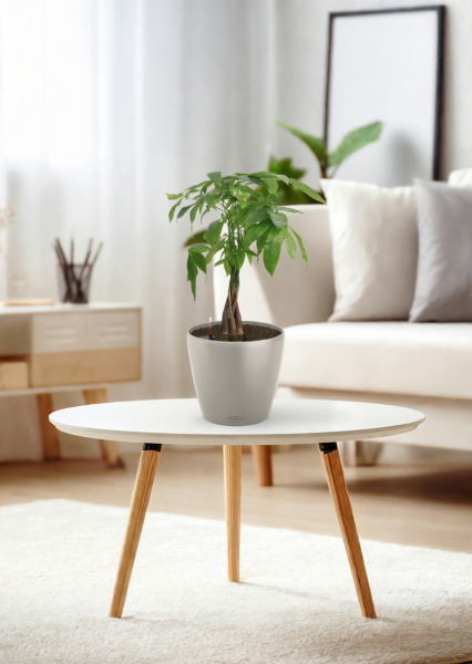 Пахира Акватика косичка 14/50 см в CLASSICO COLOR 18