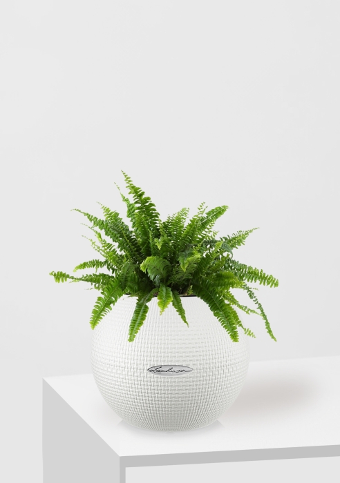 Папоротник Нефролепис в PURO 20, белый