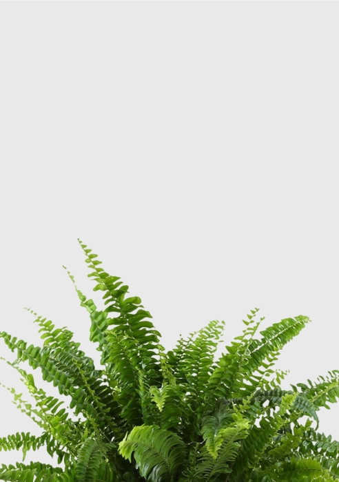 Папоротник Нефролепис в PURO 20