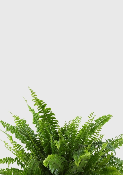 Папоротник Нефролепис в PURO 20 Папоротник Нефролепис в PURO 20