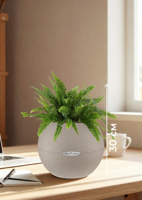 Папоротник Нефролепис в PURO 20
