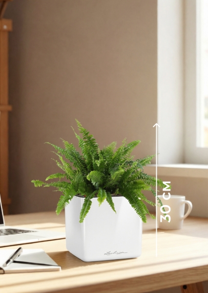 Нефролепис в CUBE GLOSSY 14