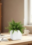 Нефролепис в CUBE GLOSSY 14