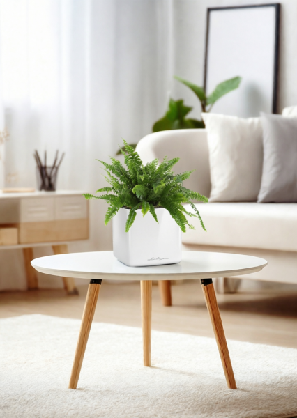 Нефролепис в CUBE GLOSSY 14