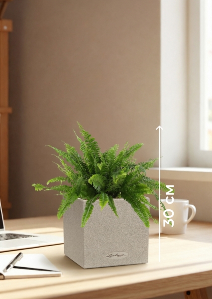 Нефролепис в CANTO STONE 14