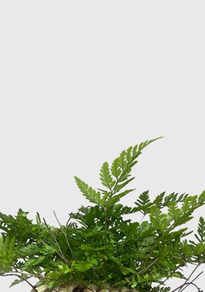 Папоротник Даваллия 8/15 см Папоротник Даваллия 8/15 см