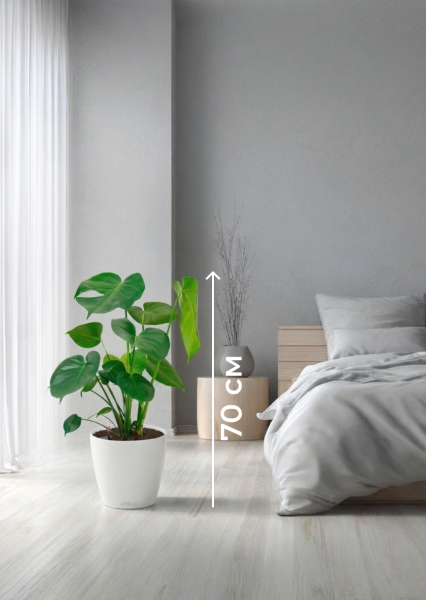 Монстера Делициоза 17/60 см в QUADRO LS 28