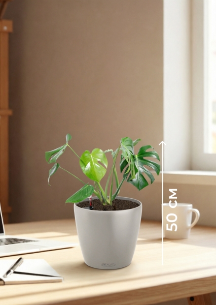 Монстера Делициоза 14/50 см в CLASSICO COLOR 18